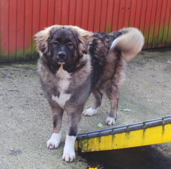 female caucasian shepherd