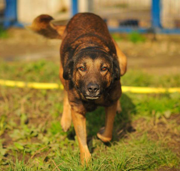 johnny romanian rescue dog with a beautiful face