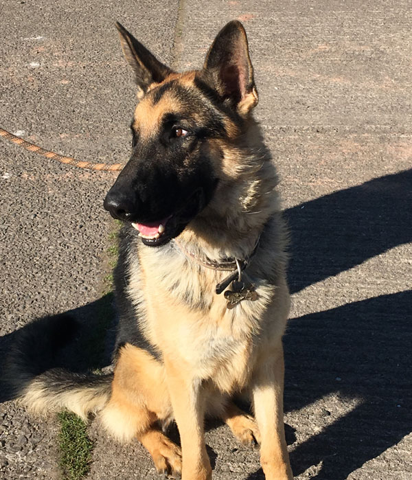 lovely young male gsd of 15 months