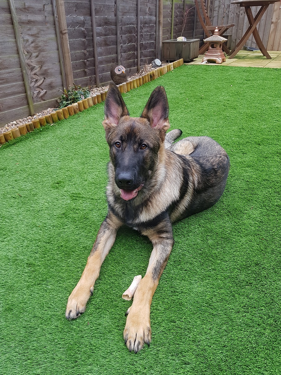 Dog Rescue Kennels West Midlands Dog Rescue Kennels West Midlands