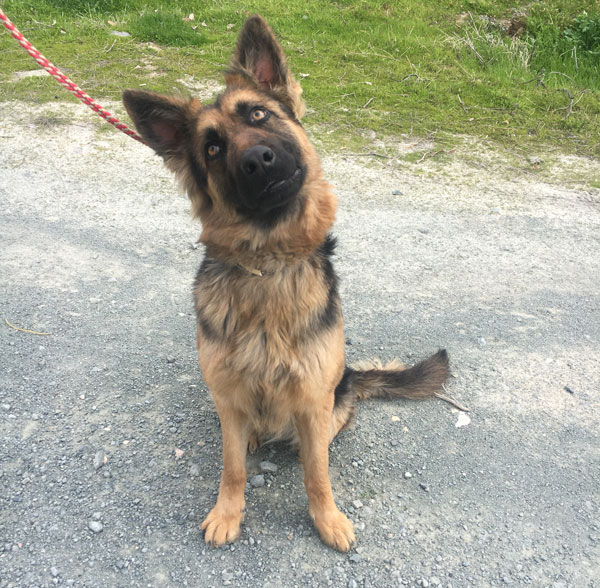 Isn't Laney the young gsd a beauty?