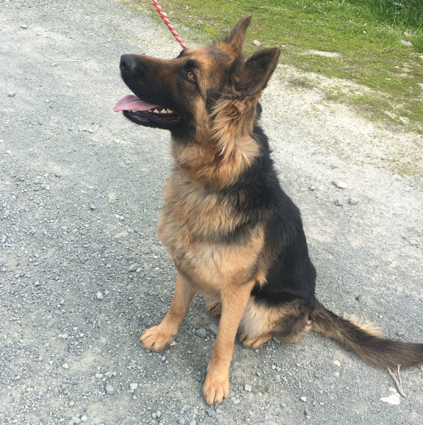 Laney is a wonderful German Shepherd that just needs a bit of guidance.