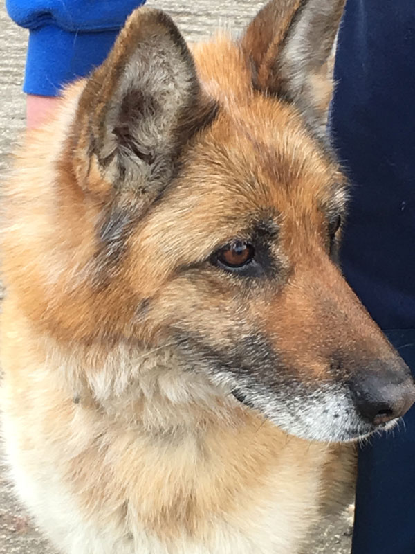 kennels is no place for this older german shepherd