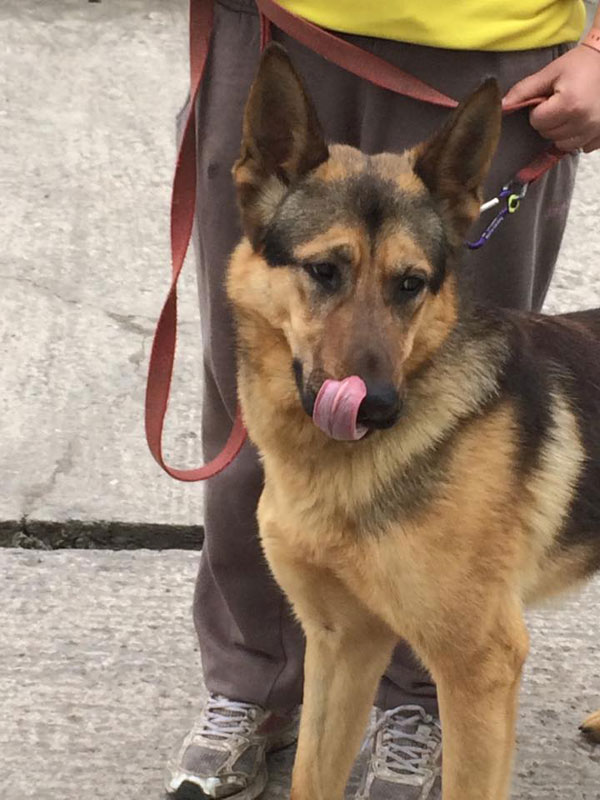 young gsd leo tasting freedom at last