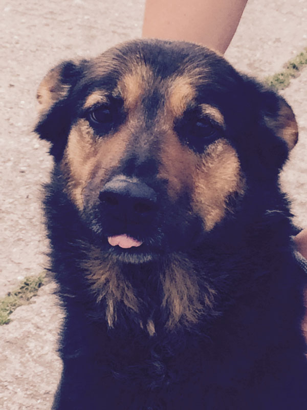 Linda the gsd is such a sweet chilled out girl