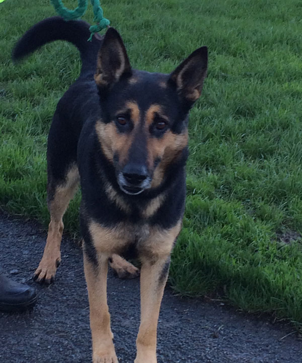 lucas the gsd looks like he is smiling