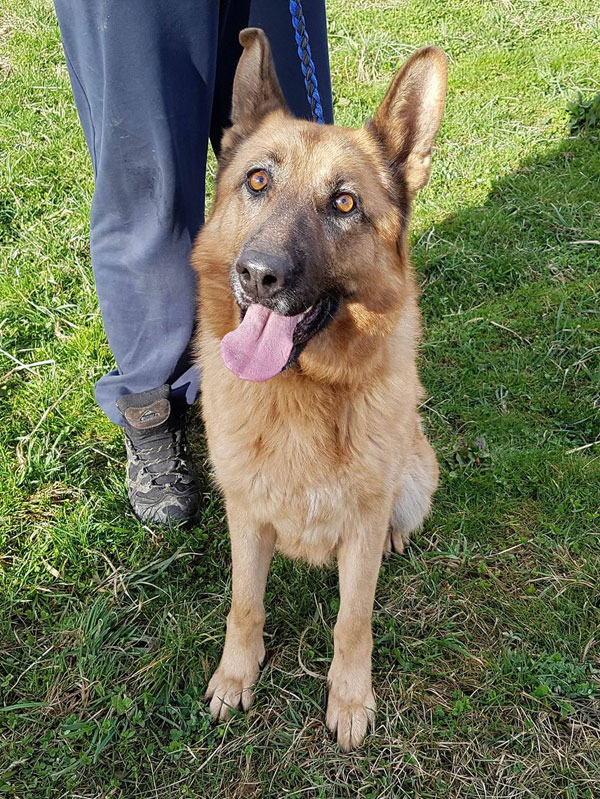 How gorgeous is Luna the ypoung german shepherd?