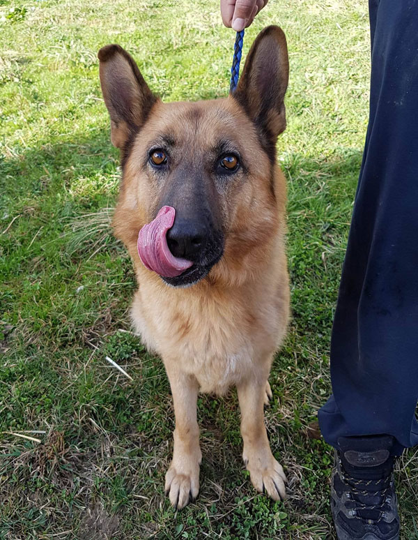 Luna the young gsd has a huge tongue!