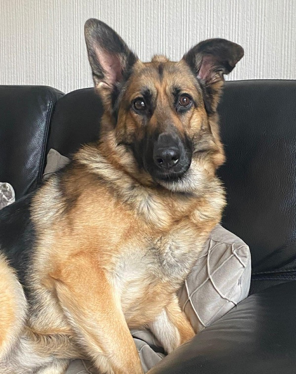 Luna, a 3 years old female German Shepherd available for adoption from German Shepherd Dog Rescue in North East