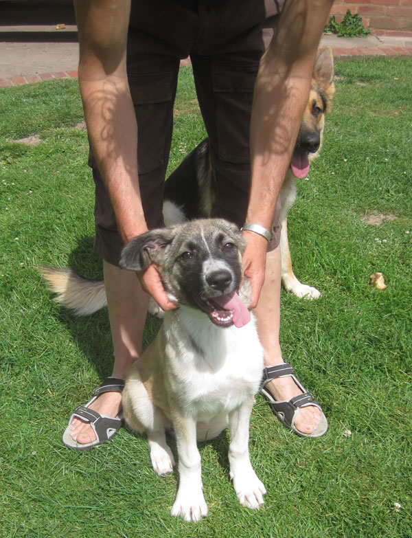 URGENT! German Shepherd Dog Maria in Kennels HEREFORD GERMAN SHEPHERD