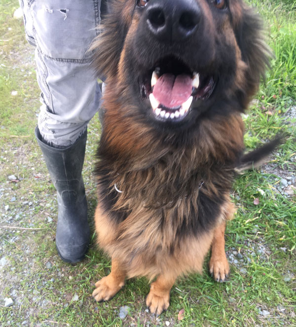 Max the young GSD has lovely white teeth