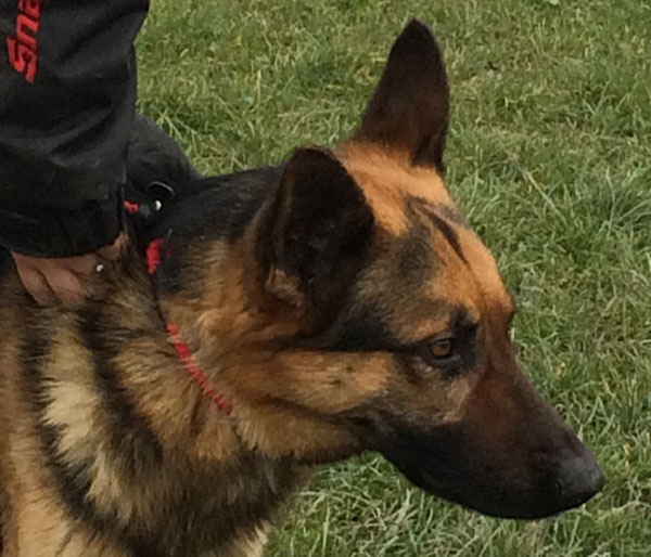 the very handsome young german shepherd max