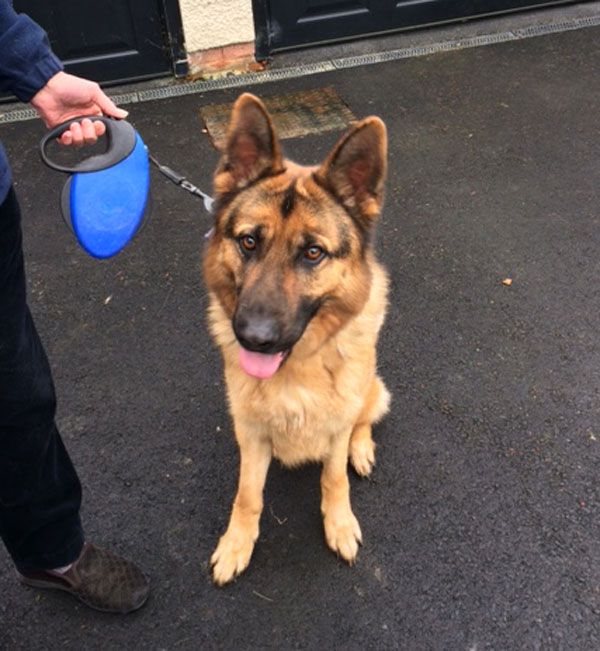 young gsd Max urgently needs a new home