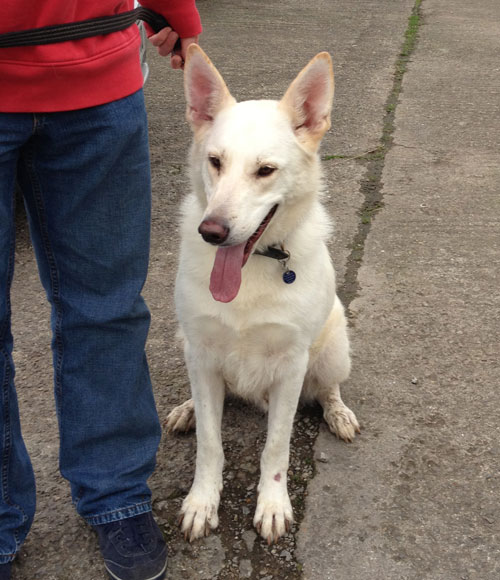 white german shepherd maxwell