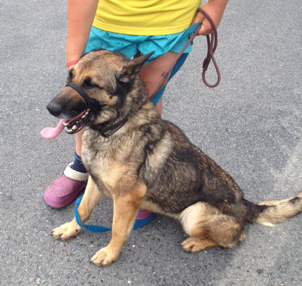 molly gsd enjoying a fuss