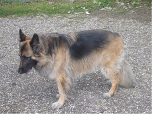 Molly - Bristol