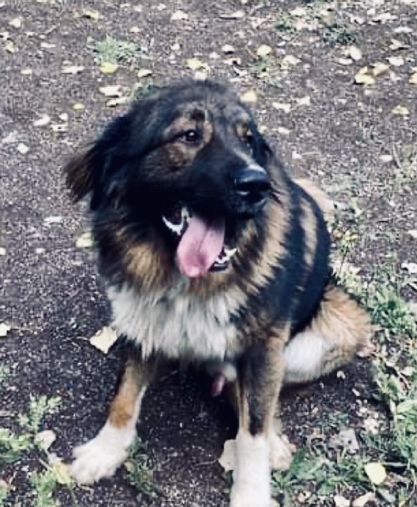 Monty - Cambridgeshire