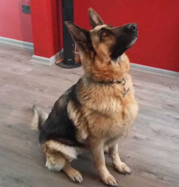 beautiful 5 year old GSD called Mya