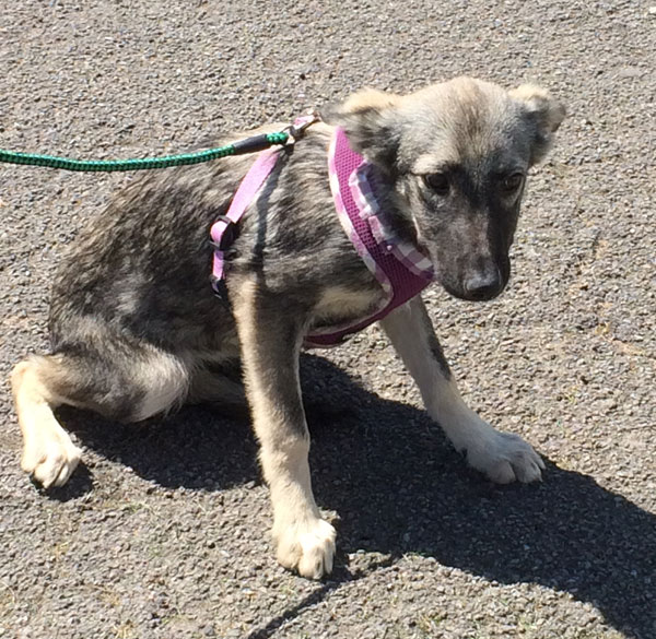 Poor Mya the rescue puppy is so scared and she is only a baby