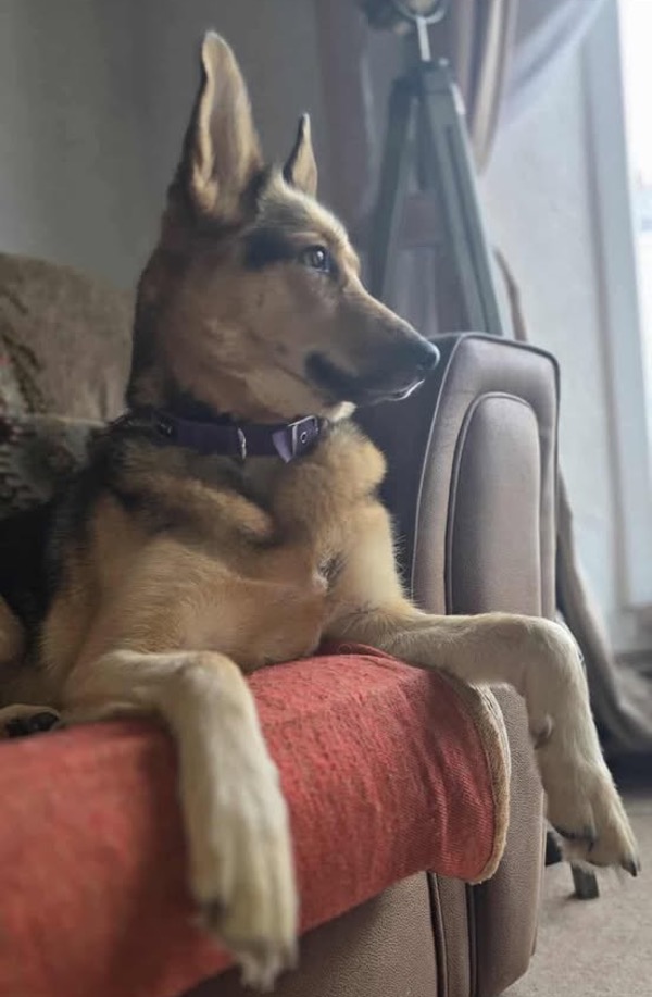 Nala
