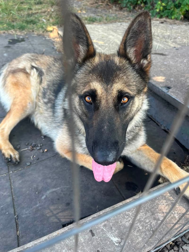 Nala - West Yorks