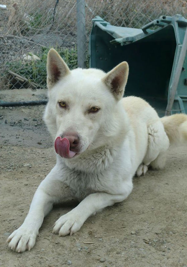 neve white gsd husky cross chained to a green wheelie bin