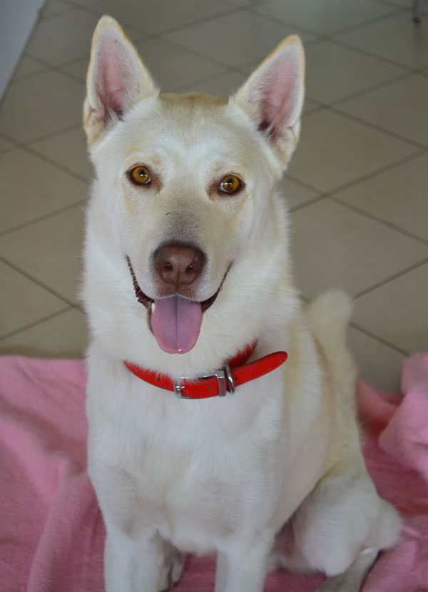 beautiful handsome white gsd husky cross neve