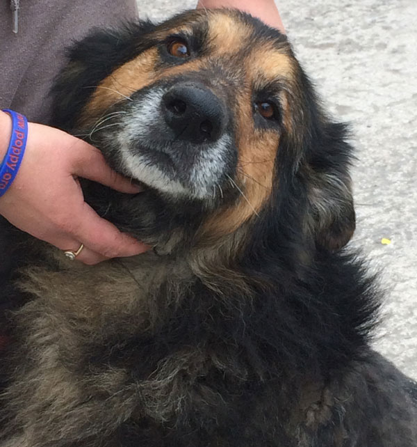 norman the older gsd will give you lots of kisses and cuddles