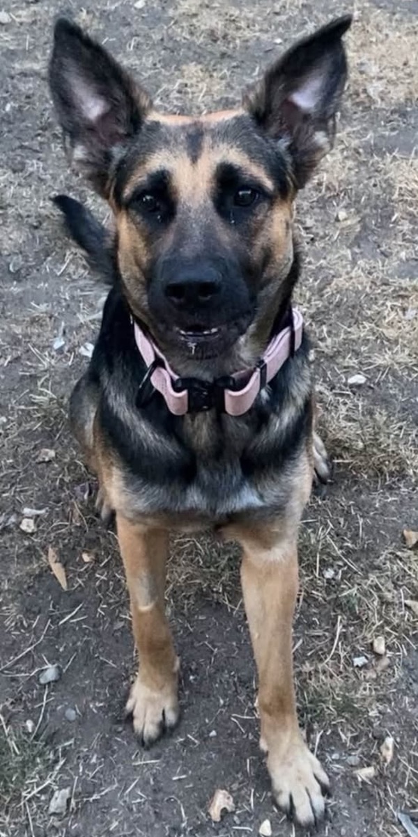 Nova, a 2 years old female German Shepherd available for adoption from German Shepherd Dog Rescue in South West