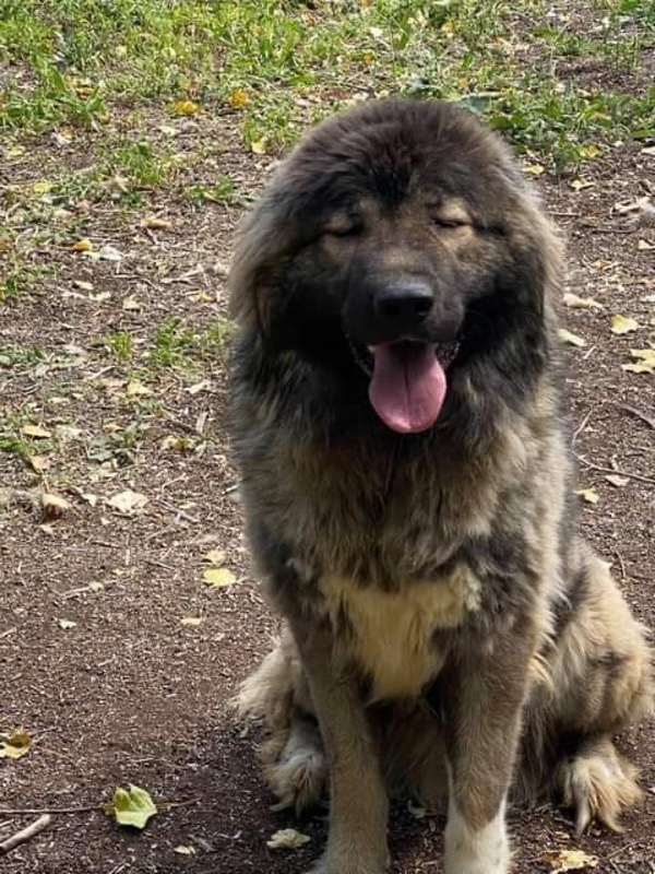 Princess - Cambridgeshire