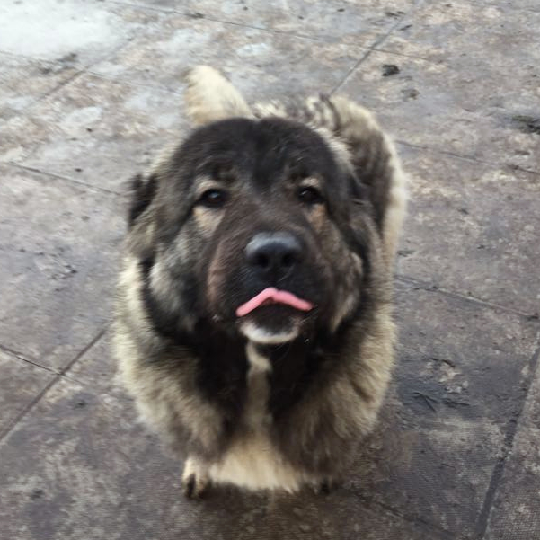 URGENT! German Shepherd Dog Raven in Kennels DONCASTER GERMAN