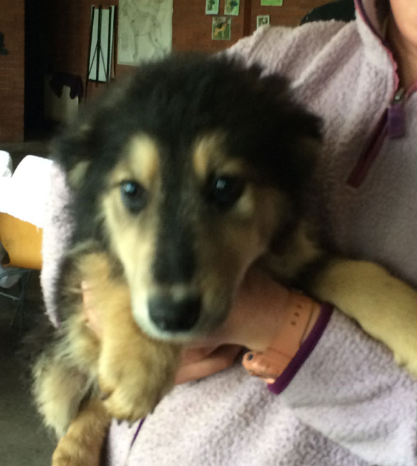 how cute is reggie the rescue romanian puppy?