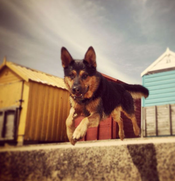 rex the gsd loves the beach