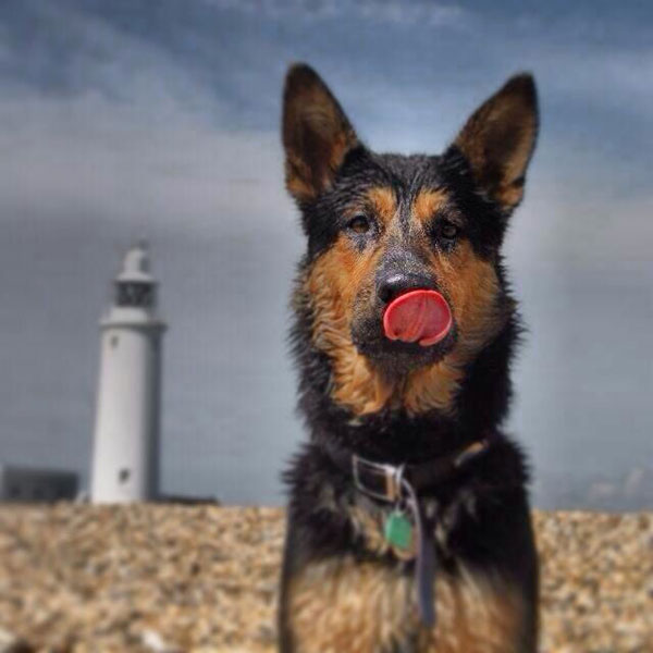 rex the german shepherd loves his walks on the beach