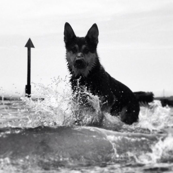 rex the german shepherd swimming in the sea