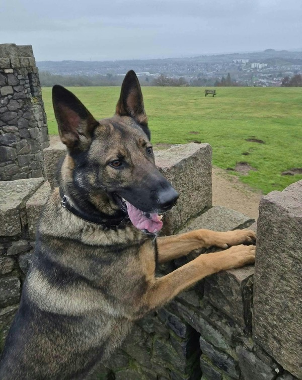 Rex, a 5 years old male German Shepherd available for adoption from German Shepherd Dog Rescue in South West