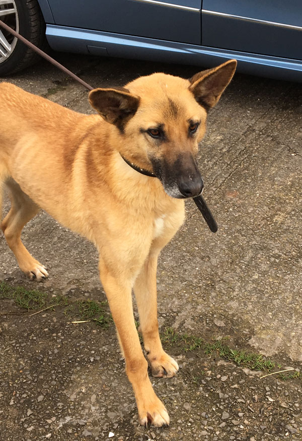 frightened gsd rex in kennels which is not the place for a scared dog