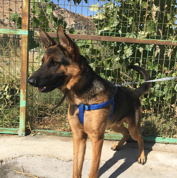 Rex is a gorgeous looking young GSD