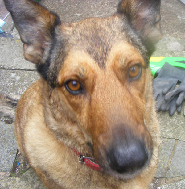 ria the gsd wants a new family to adopt her
