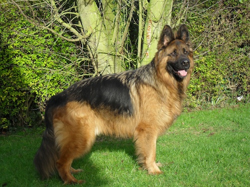 Ringo- Norfolk
