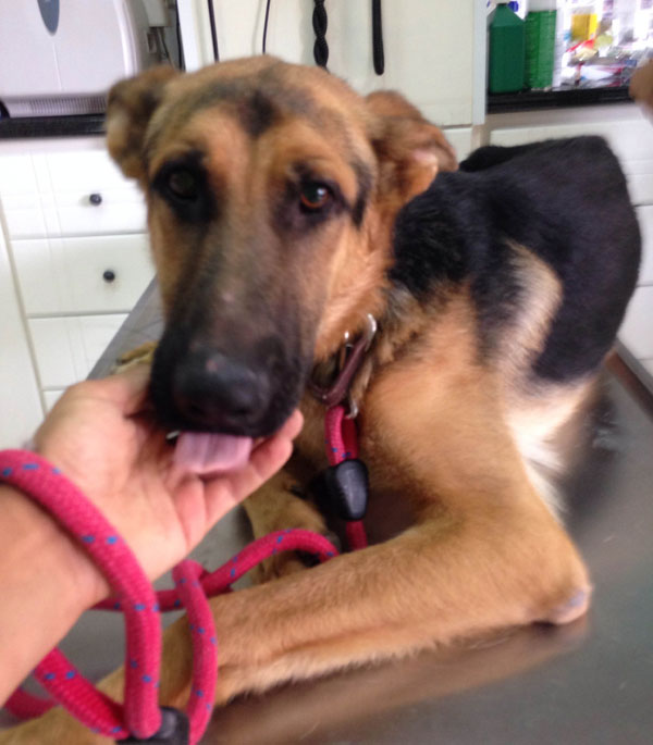 so sad that ross the young gsd has been treated so badly
