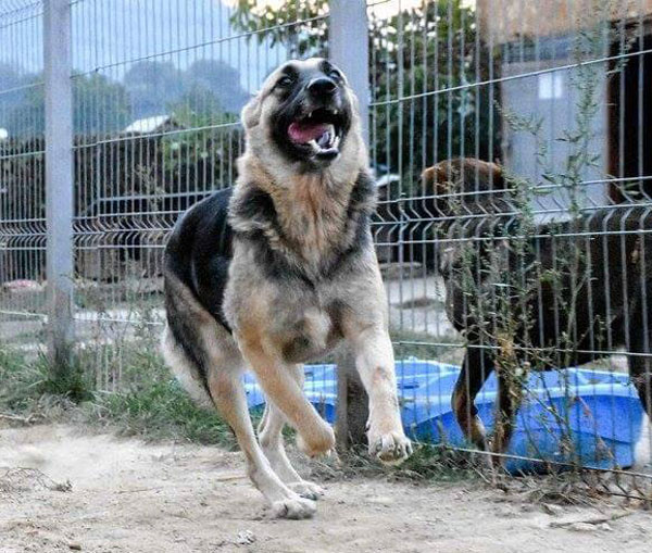 Rositta likes to run and play with the other dogs