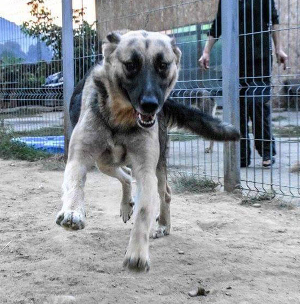Playful Rositta young gsd
