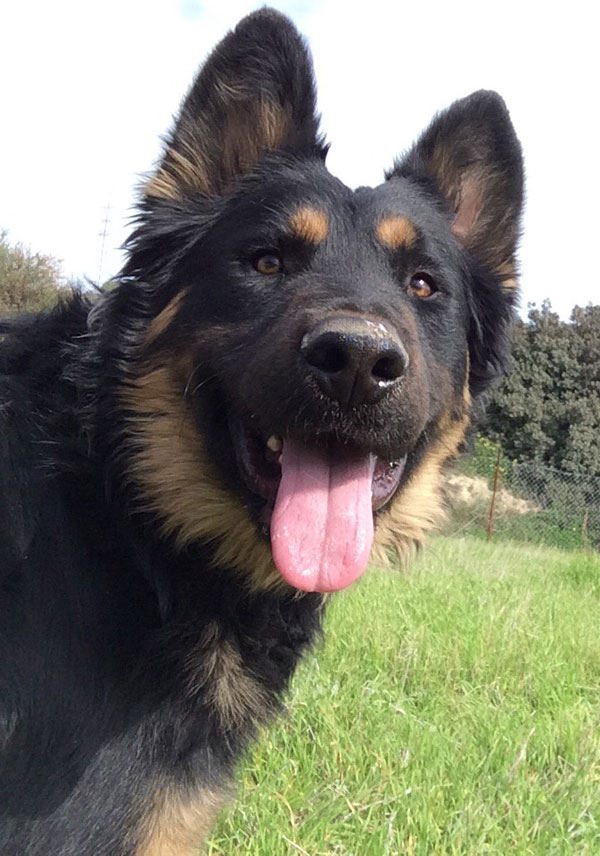 Sam is such a handsome young GSD pup