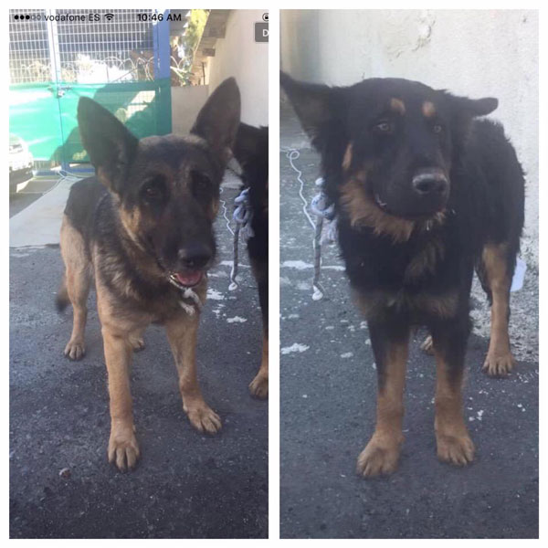 Sam young GSD with his mom - both abandoned