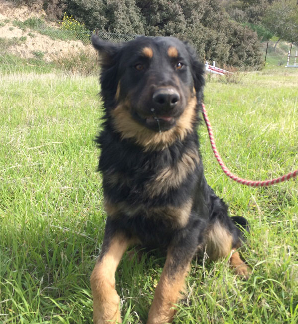A lovely young german shepherd who deserves a home to call his own.