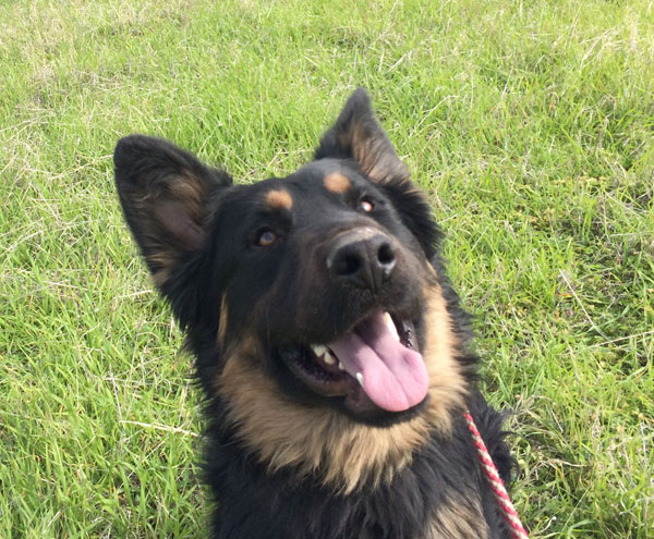 sam the young gsd says hello