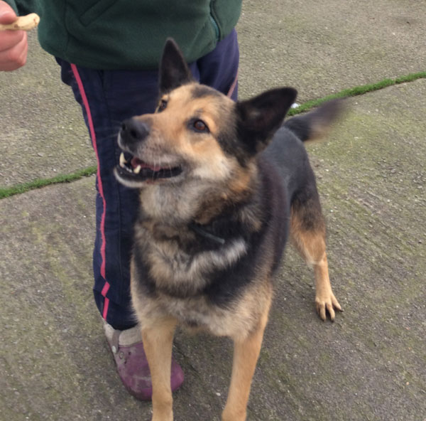 Cheeky Sammy the german shepherd