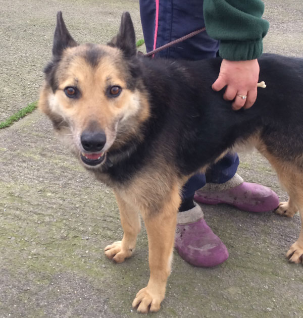 sammy the gsd looking for his first proper mum and dad