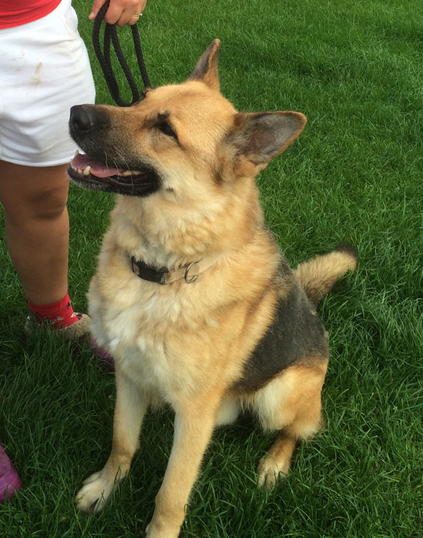 Saxon gsd will make a faithful loyal companion for an experienced owner